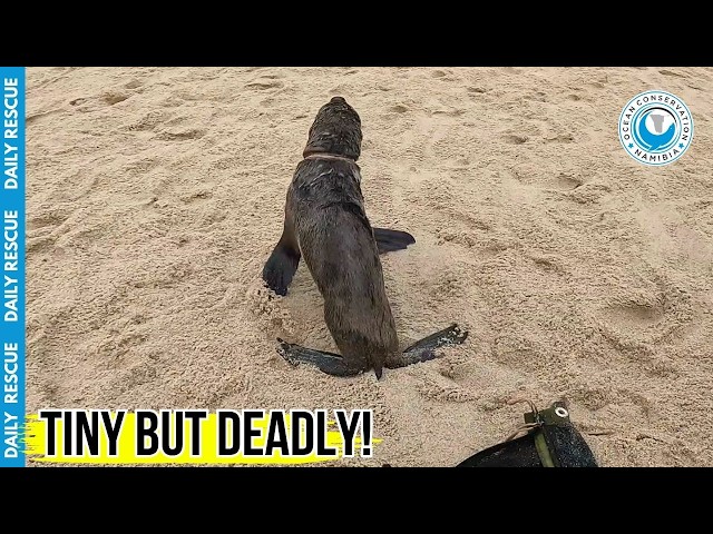 Small Trash, Massive Pain: Saving a Trapped Seal