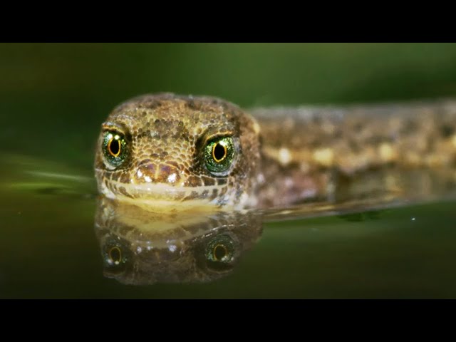 The Unsinkable Lizard | A Perfect Planet | BBC Earth