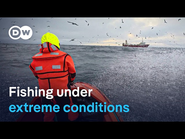Backbreaking work: Deep-sea fishing in the Arctic Ocean | DW Documentary