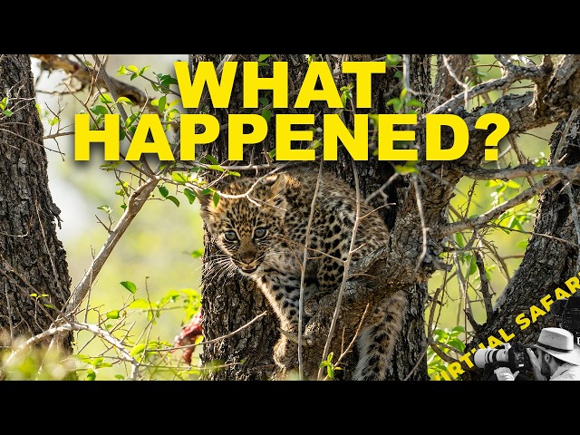 Big Week. Lot of Questions. Not Many Answers Yet. | Virtual Safari #343