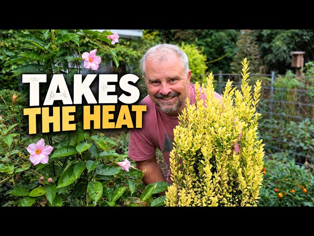 50+ Tough Plants That Can Take the Southern Heat