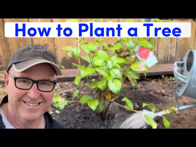 How to Plant a Tree