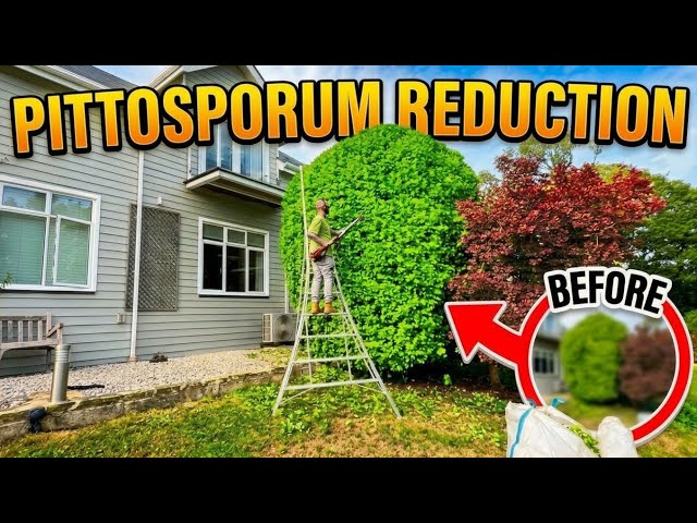 BILLIONAIRE $$ wants HUGE shrubs REDUCED & hedges trimmed (So satisfying)🍃🌳💰