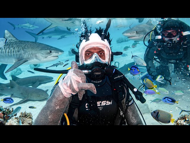 irl stream in Bahamas 🇧🇸 + Shark Diving 🦈