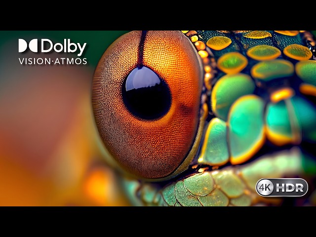 Extreme colors and deep blacks | 4K HDR OLED Demo | 4K/8K TV