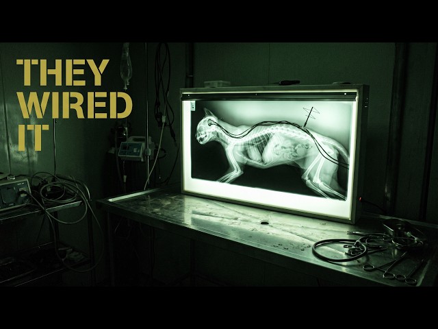 What CIA Surgeons Did Inside This Secret 1961 Lab (Declassified)