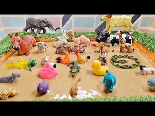A Muddy Competition to Clean and Cuddle the Forest Animals and Farm Friends!