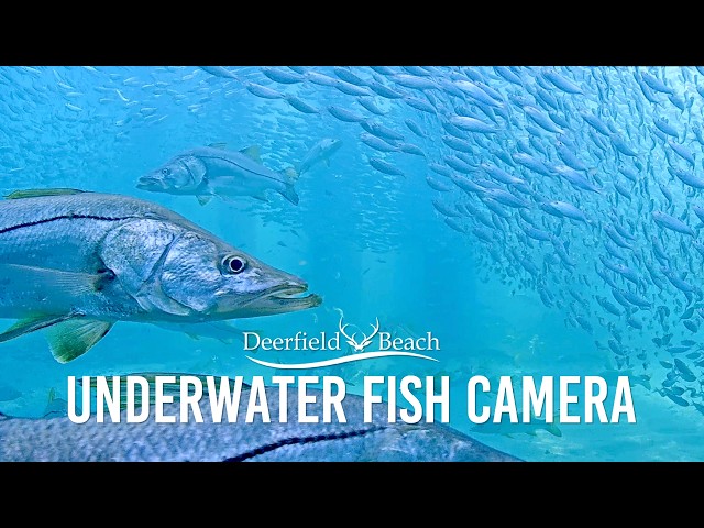 OFFLINE as of 10/17/26 -Underwater Camera - Deerfield Beach, Florida