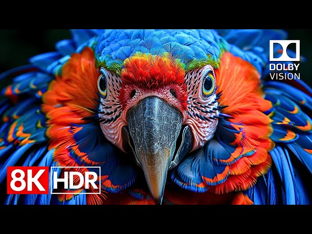 Crystal Detail — 8K HDR 60fps Dolby Vision Masterpiece (4K / 8K TV)