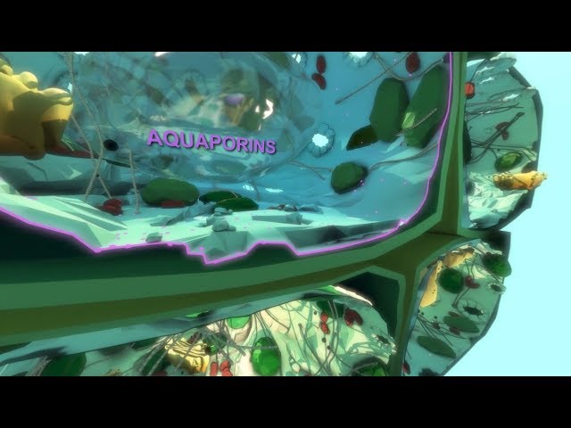 Virtual Plant Cell: Into Aquaporins. VPC 360º video by Plant Energy Biology