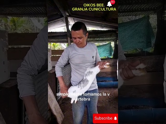 How to humanely slaughter a rabbit #rabbit #animals #farms