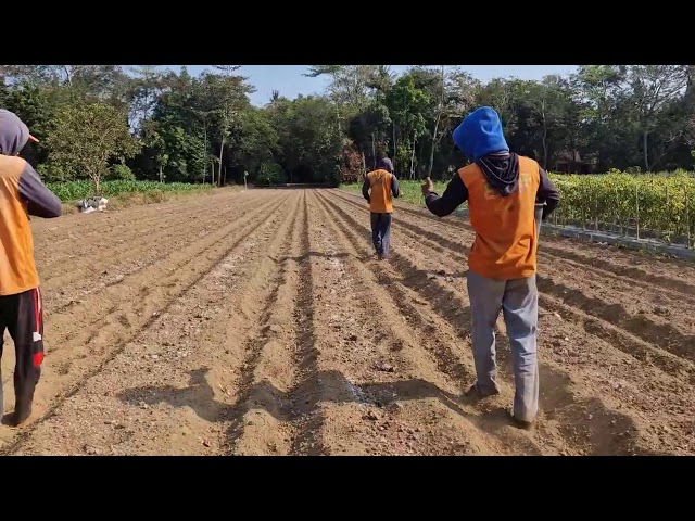 SMART FARMER WAY: RIDGE SURFACE ENRICHMENT METHOD WITH MANURE! - Agriculture farming