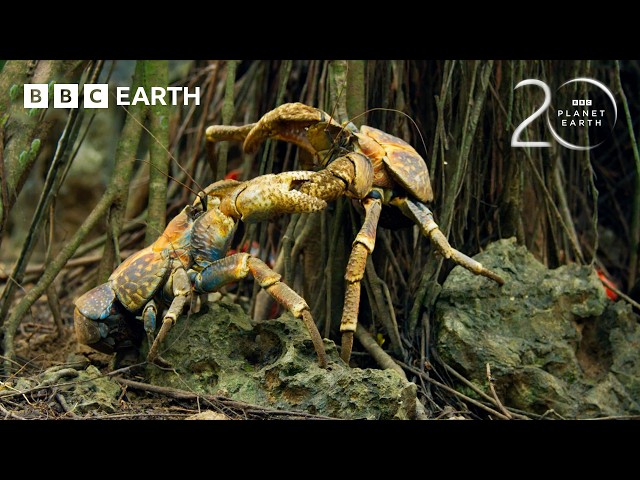 Yellow Crazy Ants VS Red Crabs | 20 Years of Planet Earth II | BBC Earth