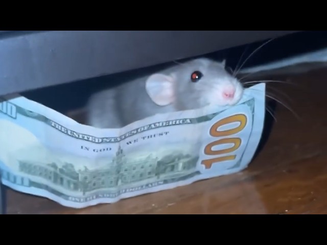 UNUSUAL MEMES COMPILATION V393