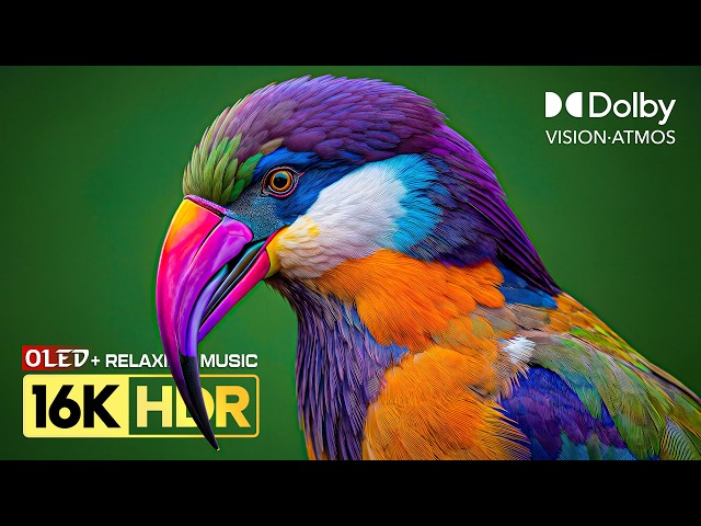 Only Best 16K HDR Dolby Vision | Nature OLED Test 240FPS (8K/4K Video TV)