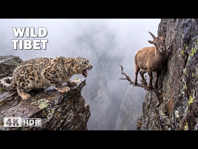 WILD TIBET | The Most Dangerous Predators of the Himalayas | Nature Animal Documentary