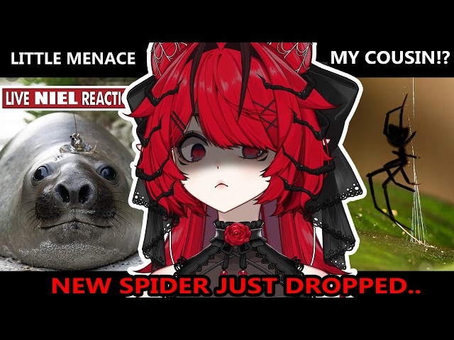 NEW SPIDER JUST DROPPED?! | SPIDER VTUBER reacts to MoreParz