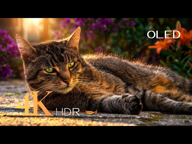 Soothing Symphony - 8K Wildlife Paradise | Incredible Tropical Animals #8k