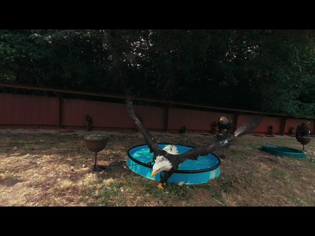 Bathing Bald Eagle 3D 8K VR