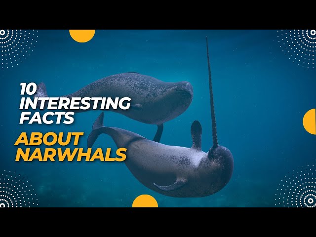10 interesting facts about Narwhals | #AnimalsAndPets