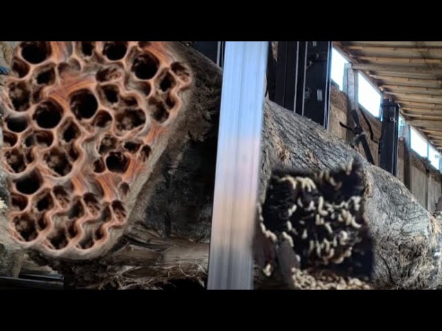 Haunted Teak Wood, Once a Demon's Lair, Set for Destruction at Sawmill