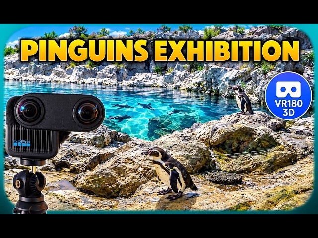 [8K][3D VR180] Loro Parque - Pinguins Exhibition