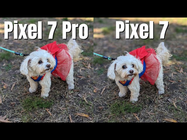 Pixel 7 Pro vs Pixel 7 Camera Comparison / Which one is right for you?