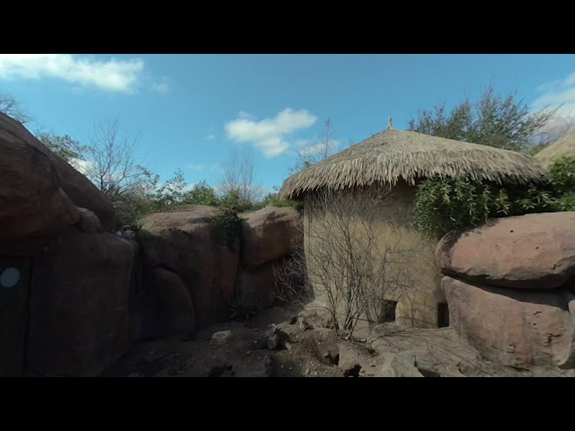 meerkats are awesome in vr180