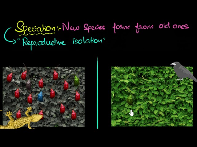 Speciation (with example) | Heredity & Evolution | Biology | Khan Academy