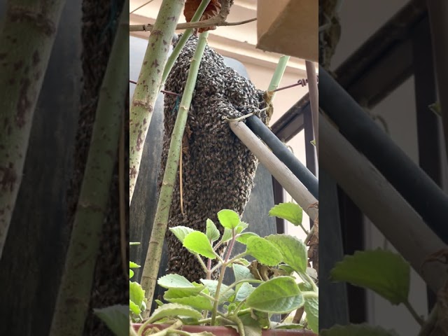 Honey bees in Bahrain nature - Original Sound