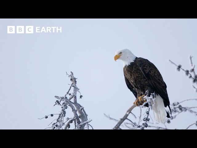 Stunning Wildlife Encounters | BBC Earth