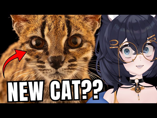 Scientists Discovered First New Cat Species In 100 Years!