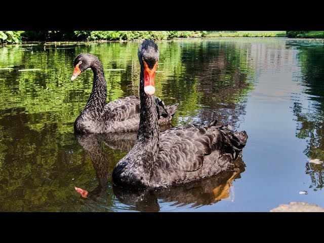 Schwarzer Schwan Tech-Aktien! Videoausblick