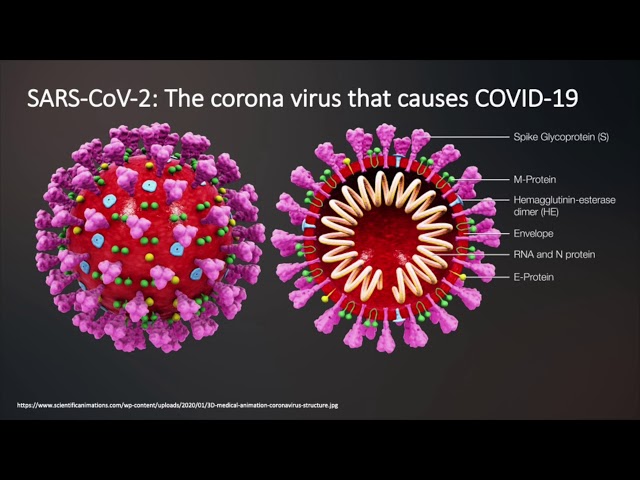 How does the immune system work? Immunity to COVID-19.