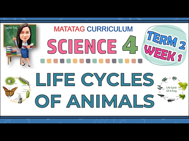 SCIENCE 4 TERM 2 WEEK 1 | LIFE CYCLES OF ANIMALS