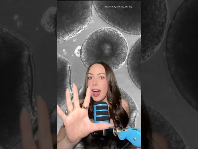 Human brain cells and organoids in space! #space #astronomy #nasa #science