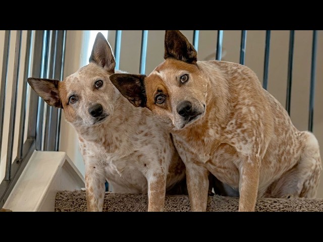 You can't get past this FUNNY DOGS video! 🤣😂 Funniest Dogs of 2026