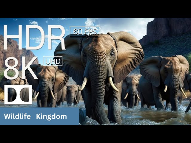 BEAUTIFUL ANIMALS - 8K (60FPS) ULTRA HD - INSPIRING CINEMATIC (Colorfully Dynamic)