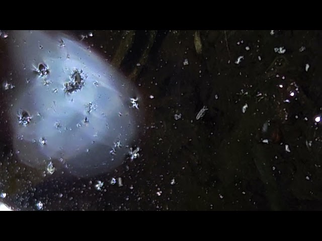 V1 Crystalline Manifestation and Emergent Properties Thereof