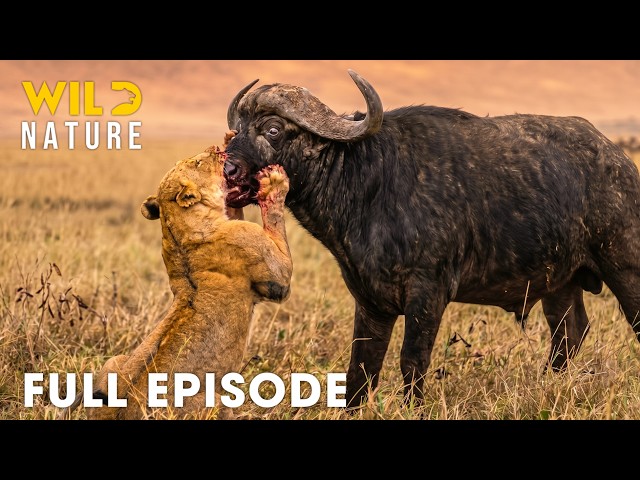 Ultimate Predators | When Lion Attack (Full Episode) | Wildlife Documentary