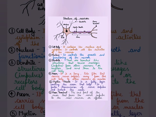 🧠 Structure of Neuron Explained with Diagram | Class 10 Science | Easy Explanation #science #biology