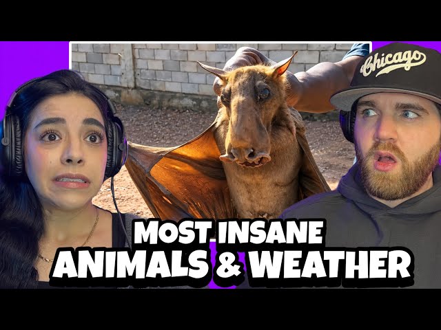 Damn Nature You Scary | Rare & Scary Animal Encounters | THAT WAS NOT A BAT! WTF IS THIS?!