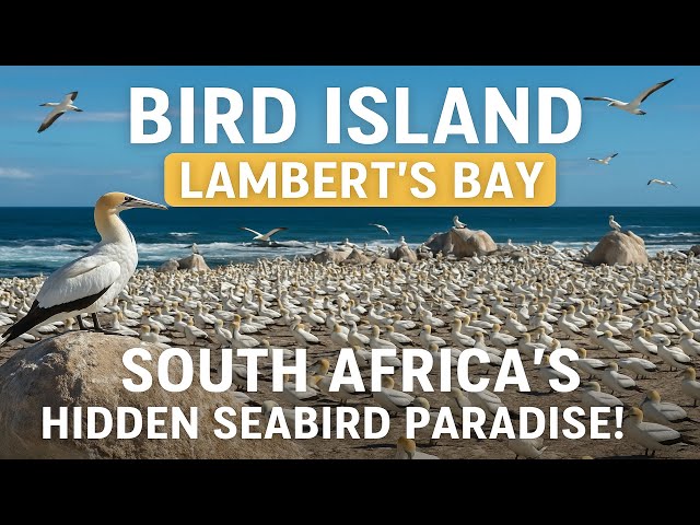 Bird Island 🐦 | Cape West Coast’s Wild Seabird Sanctuary in Lambert’s Bay!