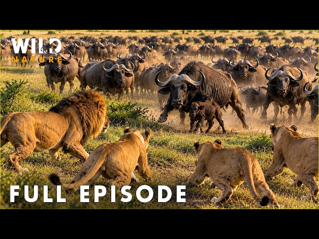 WILD AFRICA | The Deadliest Place in Lion Territory | FULL EPISODE | Wildlife Documentary