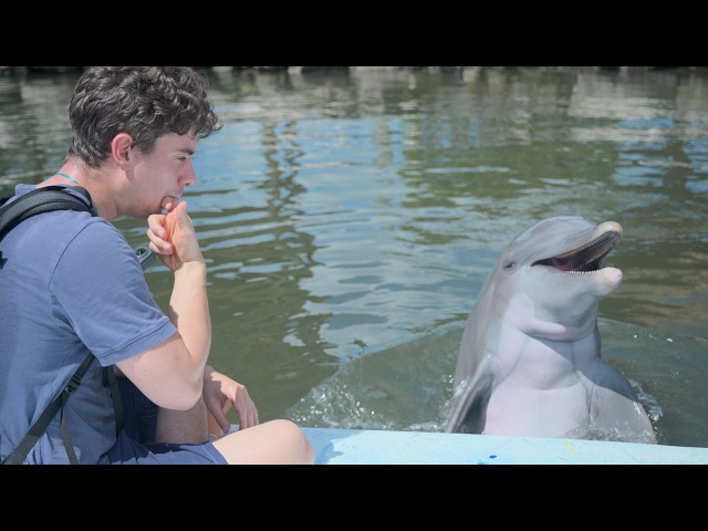 Dolphins Shocked When I Speak Their Language