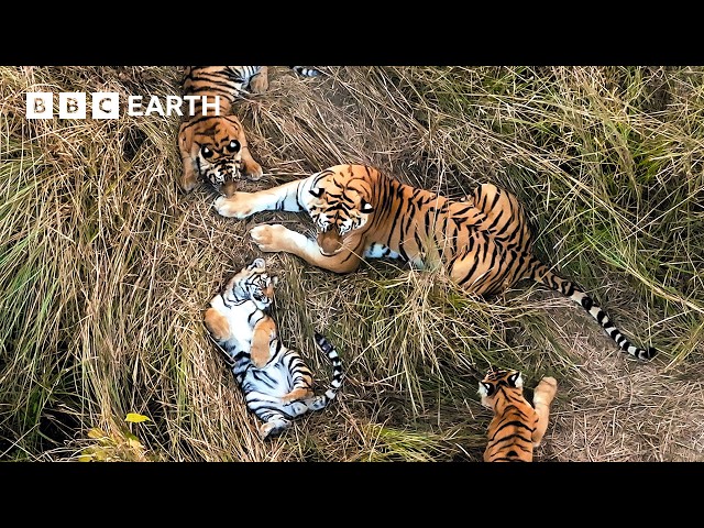 No One Has Ever Seen Tigers Do This Before | Tiger Island | BBC Earth