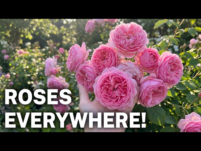 June Garden Tour | Roses Around Our 400-Year-Old Farmhouse