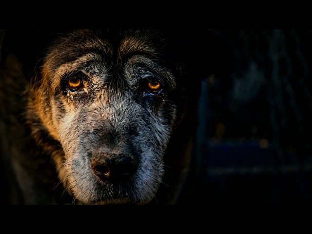 Why She Adopted a Dog She Never Saw — At 14?