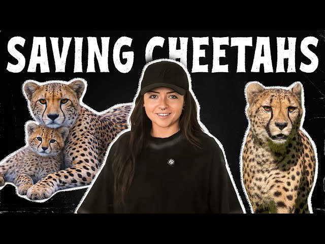 Saving Cheetahs | Returning to Cheetah Conservation Fund | Lindsay Nikole