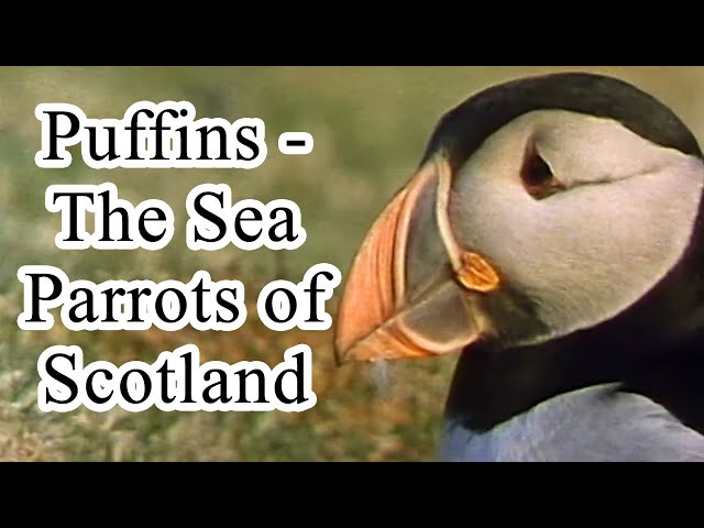 Puffins - The Sea Parrots of Scotland